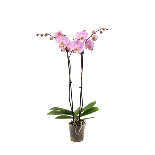 <h4>Phal Art Nouveau 2T16+</h4>