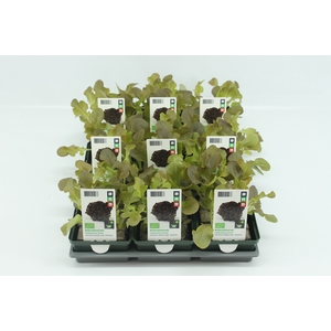 BKH groente 50215 bio Eikenbladsla Rood (set x9)