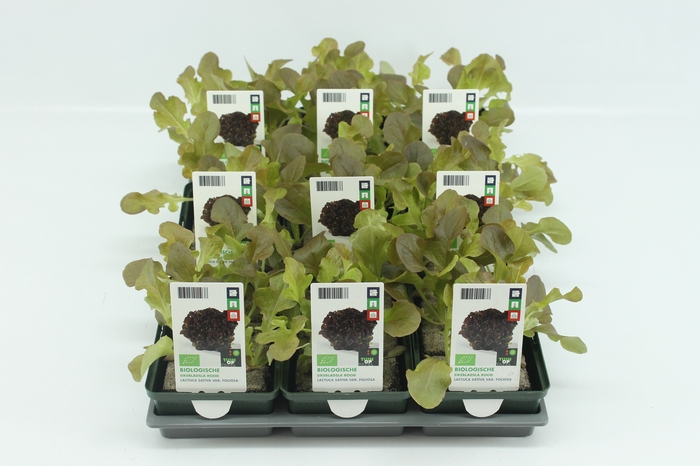 <h4>BKH groente 50215 bio Eikenbladsla Rood (set x9)</h4>