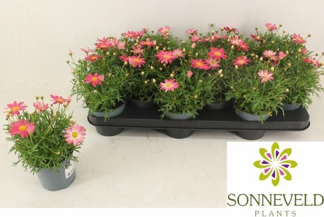 <h4>ARG MO MONROE PINK</h4>