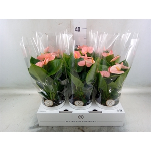 Anthurium andr. 'Spirit'