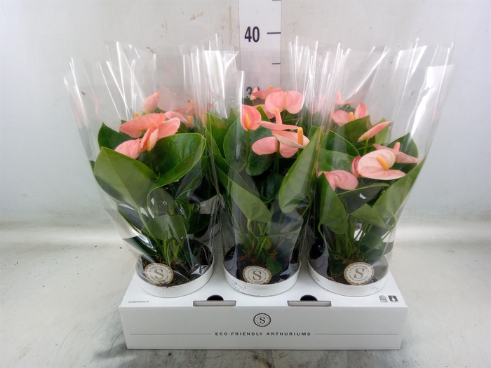 <h4>Anthurium andr. 'Spirit'</h4>
