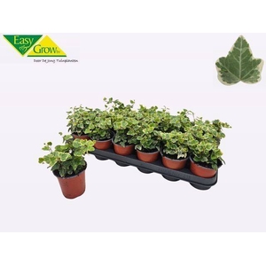 Hedera Helix White Wonder 9Ø 10cm