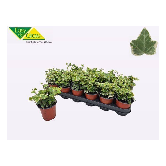 <h4>Hedera Helix White Wonder 9Ø 10cm</h4>