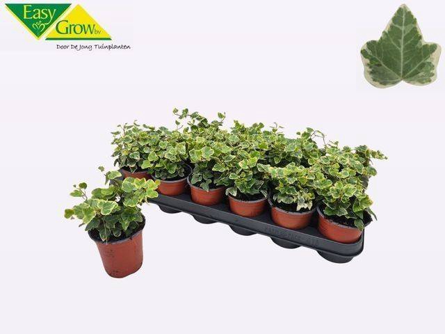 Hedera Helix White Wonder 9Ø 10cm