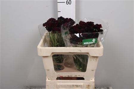 <h4>Scab At Blackberry Scoop</h4>