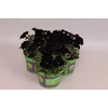 Petunia Black