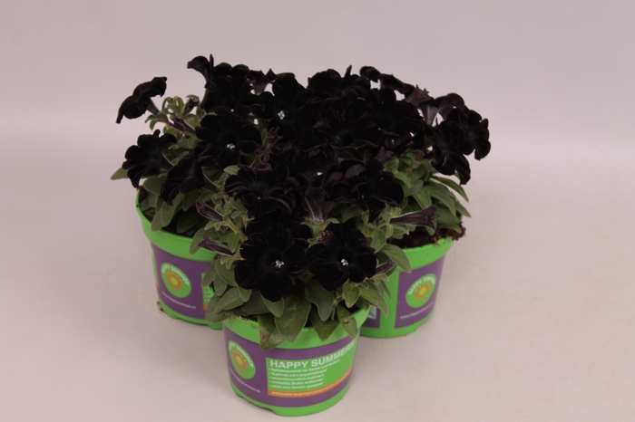 Petunia Black