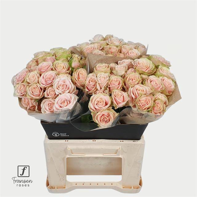 <h4>Rosa spray whitney</h4>