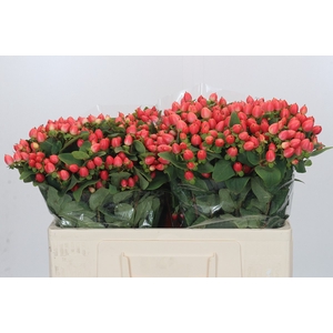 Hypericum Magical Royal Princess