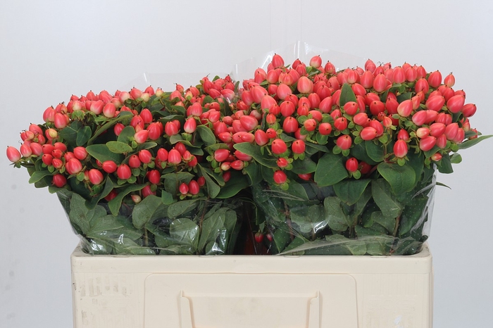 <h4>Hypericum Magical Royal Princess</h4>