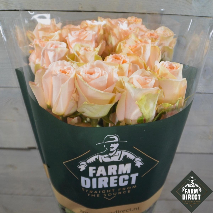 <h4>R GR FELICITY</h4>