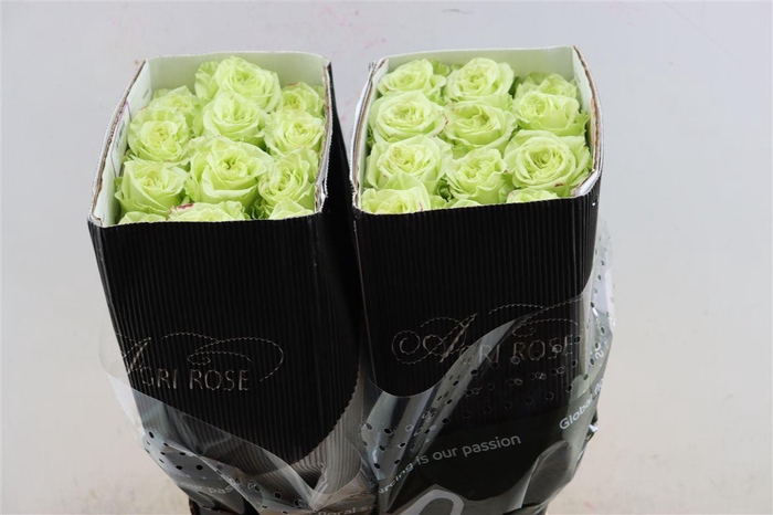 <h4>R Gr Lemon Pie</h4>