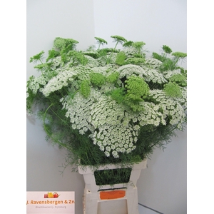 Ammi Visnaga Casablanca Extra 90cm
