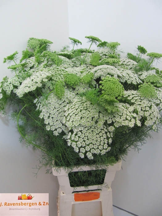 <h4>Ammi Visnaga Casablanca Extra 90cm</h4>