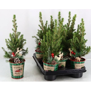 PICEA GL CONICA