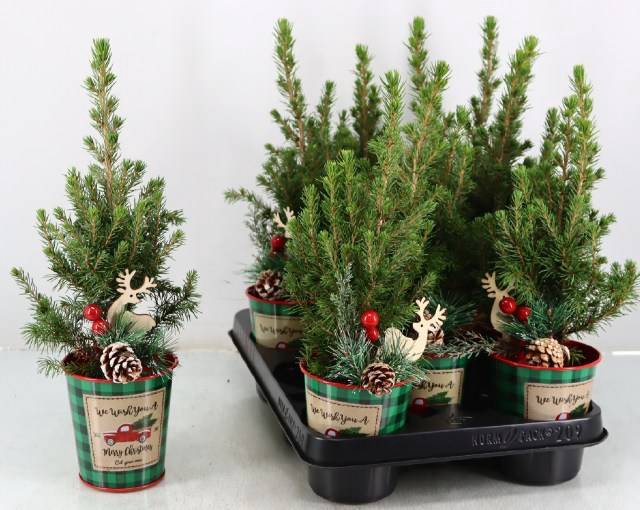 <h4>PICEA GL CONICA</h4>