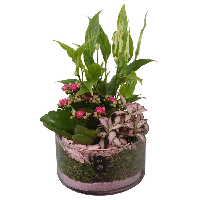 <h4>Arr. Planten L%</h4>