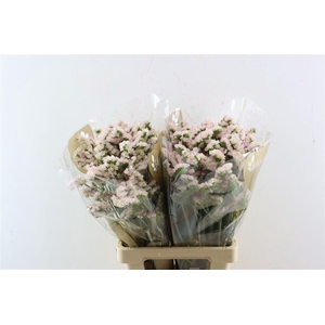 Lim S Apricot Sun Birds