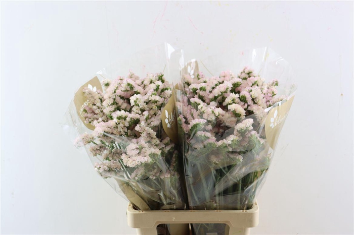 Lim S Apricot Sun Birds