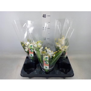 Phalaenopsis   ...white