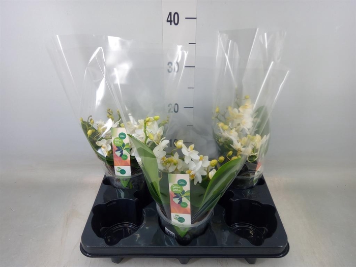 <h4>Phalaenopsis   ...white</h4>