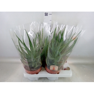 Aloe arborescens
