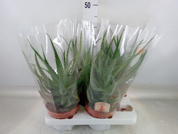 <h4>Aloe arborescens</h4>