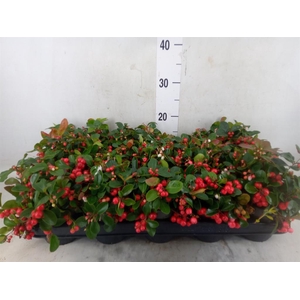 Gaultheria proc. 'Big Berry'