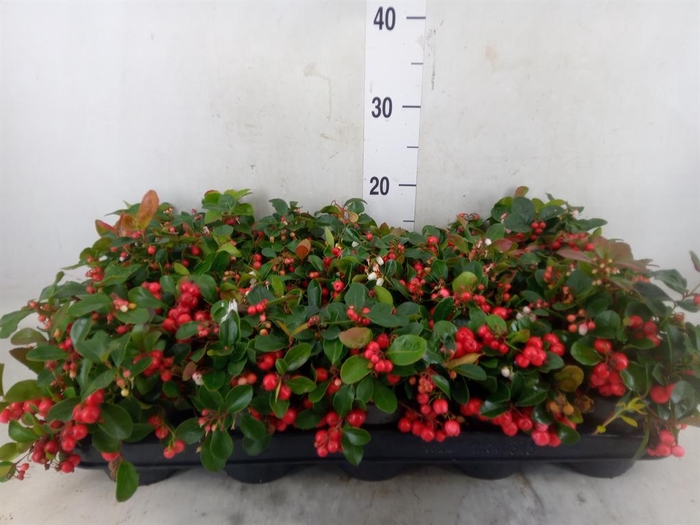 <h4>Gaultheria proc. 'Big Berry'</h4>