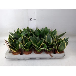 Sansevieria trifa. 'Hahnii'