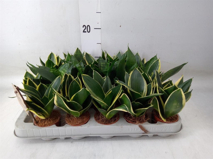 <h4>Sansevieria trifa. 'Hahnii'</h4>