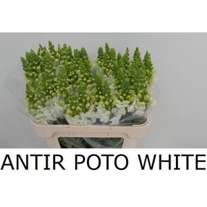 ANTIR POTO WHITE