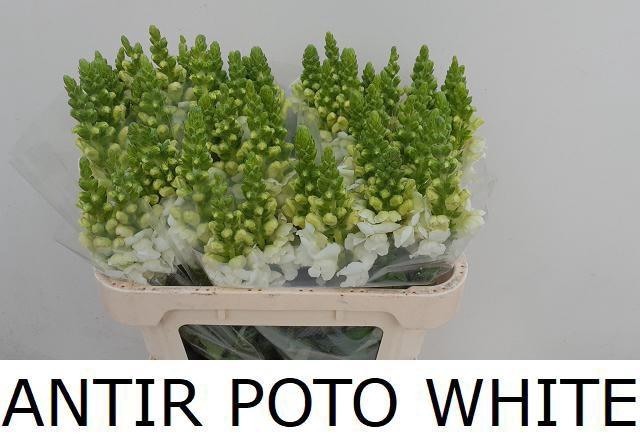 <h4>ANTIR POTO WHITE</h4>