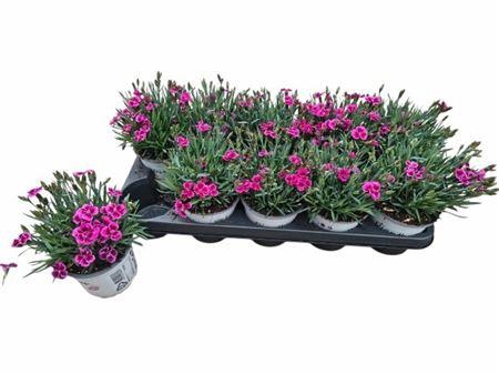 arr8 Dian Picture Perfect