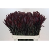 Leucadendron Saf Sunset Dark R.
