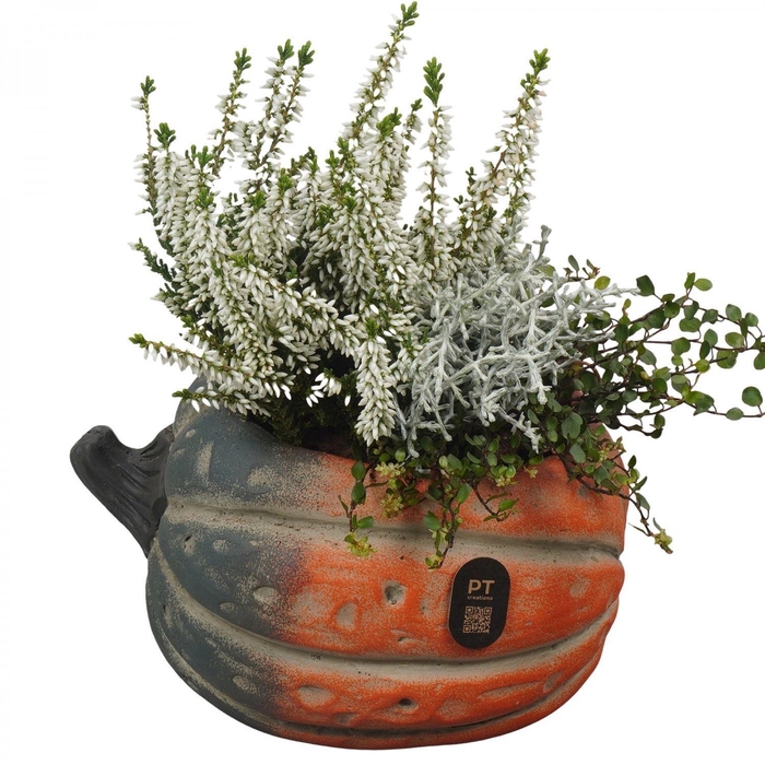 <h4>Arr.   Tuinplanten L%</h4>