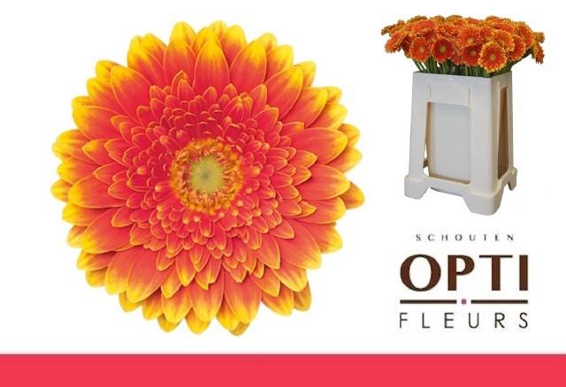 <h4>GE MI FRANKY</h4>