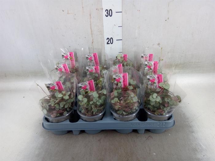 <h4>Ceropegia woodii 'Silver Glory'</h4>