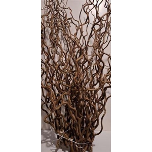 T Coryl Av Contorta 100cm