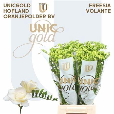 <h4>Fr Du Volante White</h4>