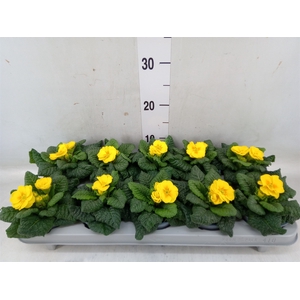 Primula ac. 'Salome Golden Yellow'