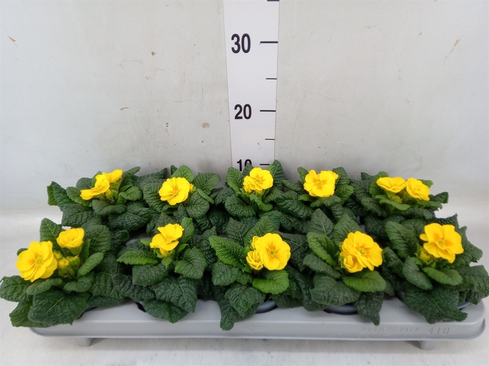 <h4>Primula ac. 'Salome Golden Yellow'</h4>