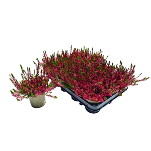 CALLU WIBOS ROT