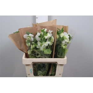 Hell Or Queens White