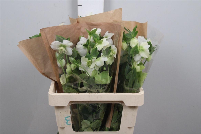 <h4>Hell Or Queens White</h4>