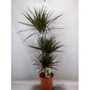 Dracaena marg. 'Magenta'