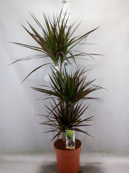 <h4>Dracaena marg. 'Magenta'</h4>