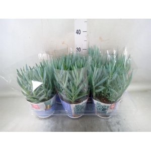 Curio ficoides 'Mount everest'