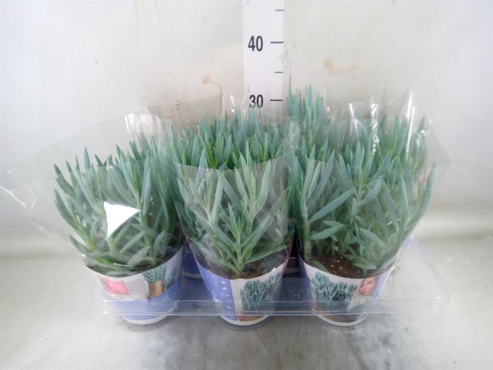 <h4>Curio ficoides 'Mount everest'</h4>